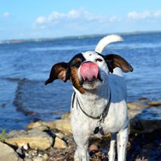 Dansk svensk gaardhund Sniffer [Bedste ven]