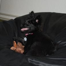 Blanding af racer Inu