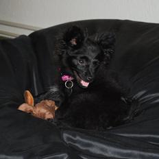 Blanding af racer Inu