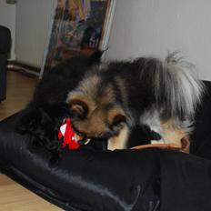 Blanding af racer Inu