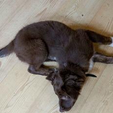 Border collie Sigga