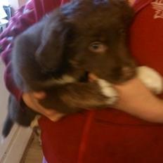 Border collie Sigga