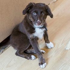 Border collie Sigga