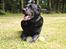 Labrador retriever Newton <3