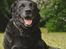 Labrador retriever Newton <3 - Velkommen til Newtons profil <3 