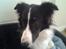 Border collie Kato - Nærbillede af Kato.