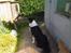 Border collie Kato - Kato er en god vagt hund. For mine tidligere kaniner