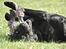 Labrador retriever Newton <3