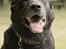 Labrador retriever Newton <3