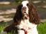 Engelsk springer spaniel Ziroc Slot's Dominique (Døgg)