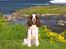 Engelsk springer spaniel Ziroc Slot's Dominique (Døgg)