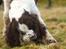 Engelsk springer spaniel Ziroc Slot's Dominique (Døgg)