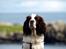 Engelsk springer spaniel Ziroc Slot's Dominique (Døgg)