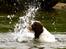 Engelsk springer spaniel Ziroc Slot's Dominique (Døgg)