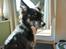 Blanding af racer Baloo - nyder solen