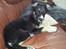 Blanding af racer Baloo - Hygge i sofaen