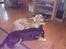 Blanding af racer Baloo - Baloo og plutto