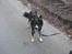 Blanding af racer Baloo