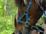 Blanding af racer Baloo - et pys til ponyen tjalfe