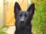 Schæferhund Nelly *AKA* Terroristen. - 2 år, og smuk!
