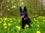 Schæferhund Nelly *AKA* Terroristen. - så smuk!