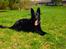 Schæferhund Nelly *AKA* Terroristen. - april 2014 <3