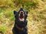 Schæferhund Nelly *AKA* Terroristen. - miiiaaav:)