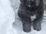 Newfoundlænder Newf-Line's Jackpot Joe - Nu som snemand (: