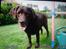 Labrador retriever Molly La Moulin <3 - ''Har du en godbid? ''