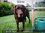 Labrador retriever Molly La Moulin <3 - '' Jeg kan godt se den godbid du har! ;) ''