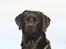 Labrador retriever Jajeem's Joey - Joey venter fint, mens mor og far aftaler hvordan posten skal se ud