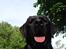 Labrador retriever Jajeem's Joey - Joey nyder solen