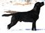 Labrador retriever Jajeem's Joey - Joey et lille år gammel