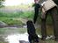 Labrador retriever Jajeem's Joey - Hunden sendes afsted på en blind dirigering