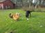 Labrador retriever Jajeem's Joey - Joey nyder friheden sammen med både høns, ænder, kaniner og kat. 