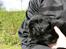Labrador retriever Jajeem's Joey - Joey som 4½ uge gammel