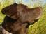 Labrador retriever Molly La Moulin <3 - '' Pose to the Wind '' - 25-06.14