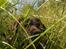 Labrador retriever Molly La Moulin <3 - '' OMG! Der er en bi! ''  25-06.14