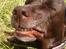Labrador retriever Molly La Moulin <3 - '' Grrr. Græs i munden.. ''  25-06.14