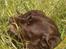 Labrador retriever Molly La Moulin <3 - '' Stadig for meget græs... ''  25-06.14