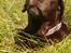 Labrador retriever Molly La Moulin <3 - Hej. Velkommen til Mollys profil ;)