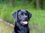 Labrador retriever Jajeem's Joey