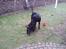 Labrador retriever Jajeem's Joey - Måsen hilser på et kuld hvalpe :) 