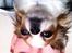 Chihuahua Diva ( R.I.P ) dødede 1,5 år