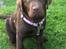 Labrador retriever Toffie