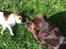 Labrador retriever Toffie