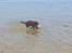 Labrador retriever Toffie