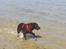 Labrador retriever Toffie