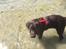 Labrador retriever Toffie