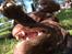 Labrador retriever Toffie
